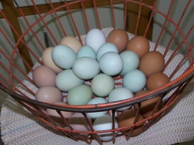 https://www.macopinfarm.com/wp-content/uploads/2010/03/Blue-Green-Dark-brown-eggs.jpg
