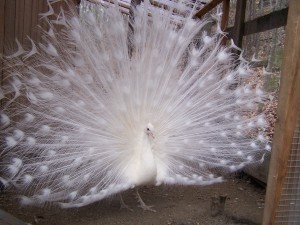 Peachick my white peacock