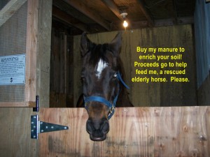 Rescued Horse