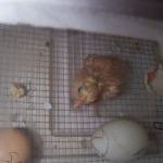 10th chick hatched 3 days later in bator.