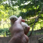 4th chick
