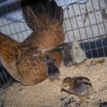 Some chicks after shots with momma.