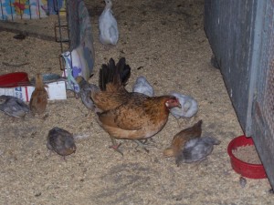 Chicks from Pete's at 5 weeks