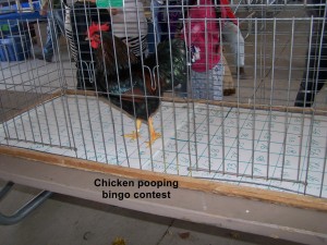 chicken-pooping-contest